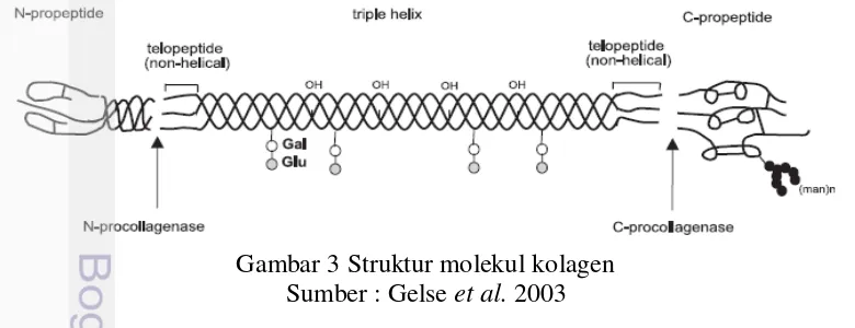 Gambar 3 Struktur molekul kolagen 
