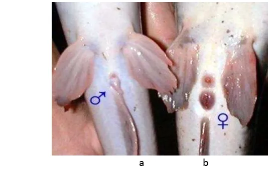 Gambar 1. Induk ikan lele Sangkuriang yang telah matang gonad a) Induk ikan lele jantan; b) Induk ikan lele betina 
