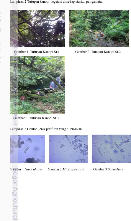 Gambar 1 Navicula sp       Gambar 2 Microspora sp.          Gambar 3 Surirella s 