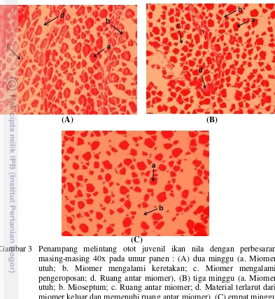 Gambar 3  Penampang melintang otot juvenil ikan nila dengan perbesaran masing-masing 40x pada umur panen : (A) dua minggu (a