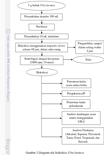 Gambar 2 Diagram alir hidrolisis Ulva lactuca 
