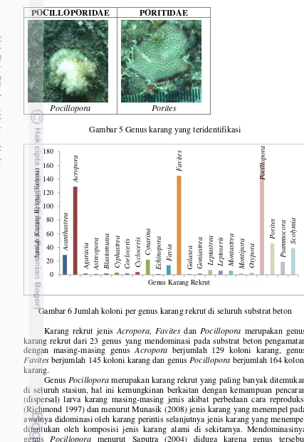 Gambar 5 Genus karang yang teridentifikasi 