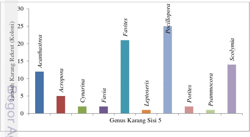 Gambar 12 Jumlah koloni per genus karang rekrut di sisi 5 
