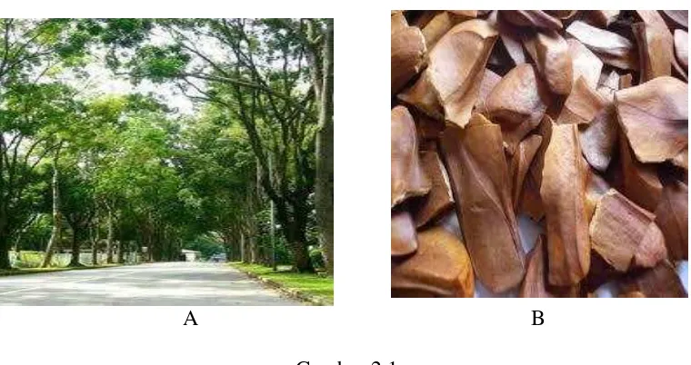 Gambar 2.1 Tanaman Mahoni (A) Pohon mahoni (B) Biji mahoni (Adminboro, 2014) 