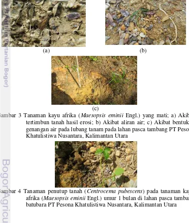 Gambar 3 Tanaman kayu afrika (Maesopsis eminii Engl.) yang mati; a) Akibat 