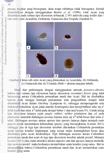 Gambar 8 Jenis sub ordo Acari yang ditemukan (a) Acaridida, (b) Oribatida,   