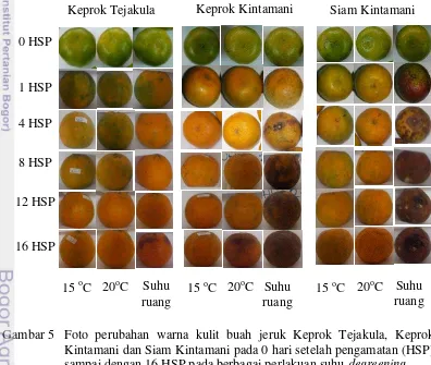 Gambar 5 Foto perubahan warna kulit buah jeruk Keprok Tejakula, Keprok 