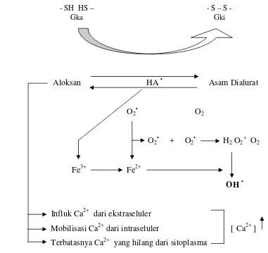 Gambar 7. Mekanisme pembentukan senyawa oksigen reaktif dalam sel pankreastikus yang diinduksi aloksan (Szkudelski 2001)