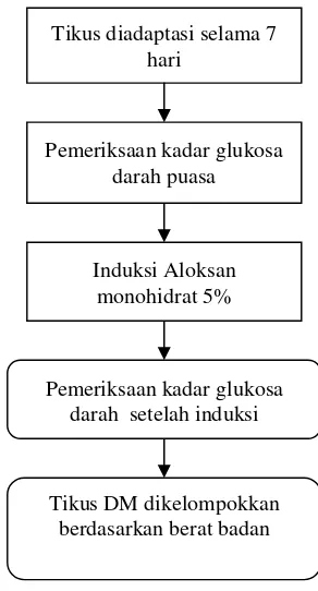 Gambar 9. Diagram tahapan alur penelitian penginduksian aloksan