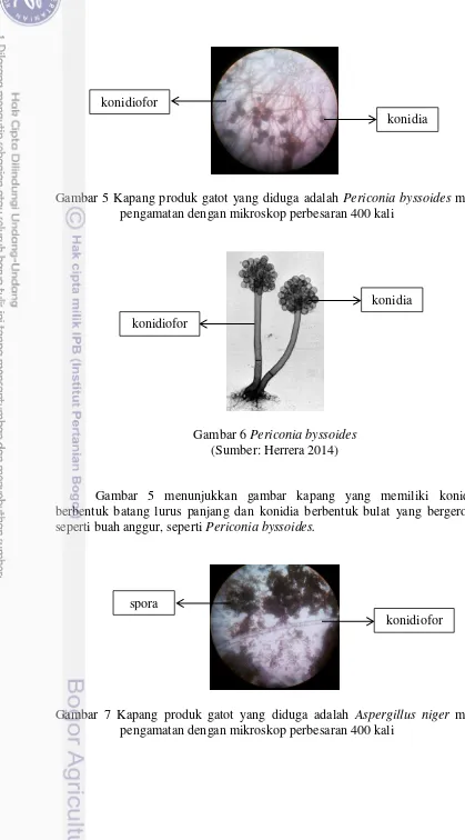 Gambar 5 Kapang produk gatot yang diduga adalah Periconia byssoides melalui 