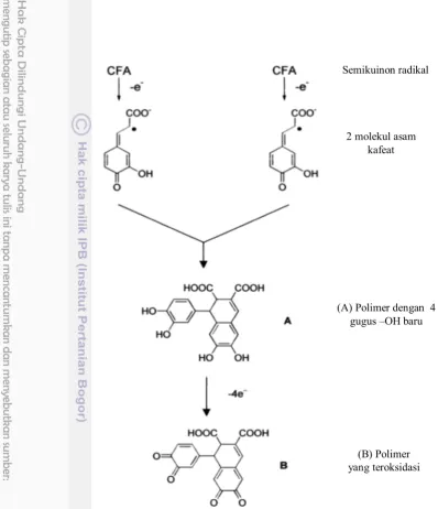 Gambar 8  Reaksi polimerisasi oksidatif senyawa polifenol  (Hotta  et al. 2001)  