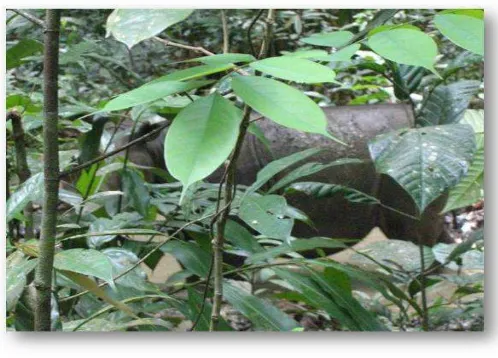 Gambar 1. Badak sumatera (Dicerorhinus sumatrensis) yang ditemukan 