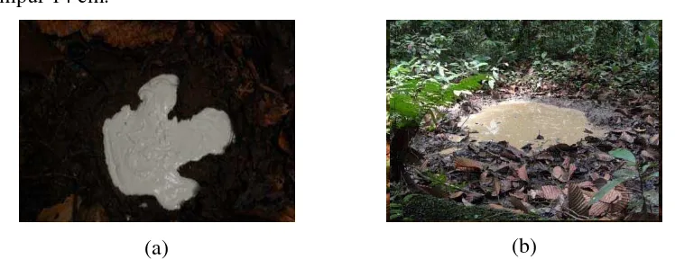 Gambar 2. Penemuan jejak tapak Badak sumatera (a) dan kubangan aktif (b) 