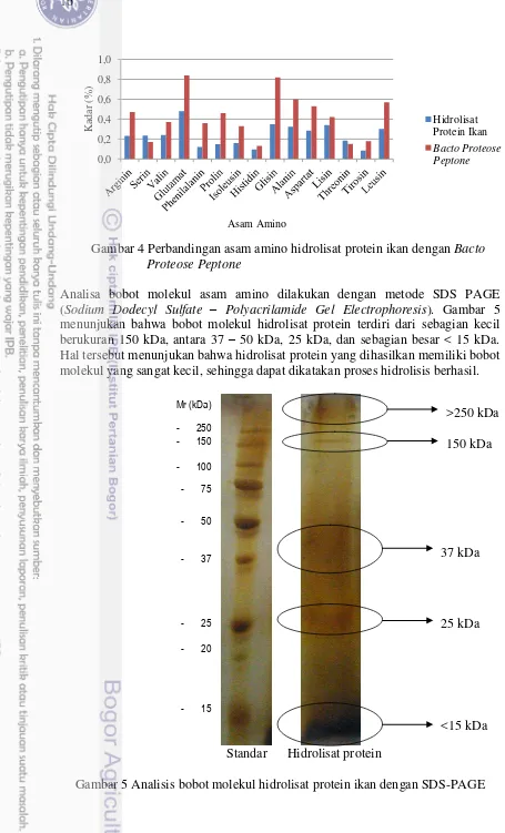 Gambar 4 Perbandingan asam amino hidrolisat protein ikan dengan Bacto 