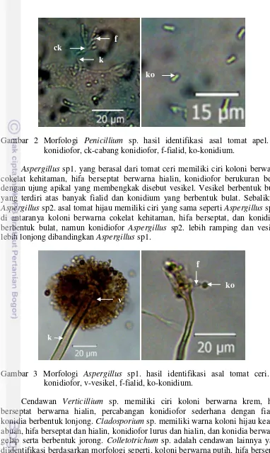 Gambar 2 Morfologi Penicillium sp. hasil identifikasi asal tomat apel. k-