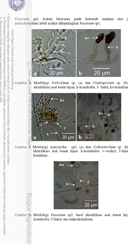 Gambar 4 Morfologi Verticillium sp. (a) dan Cladosporium sp. (b) hasil 