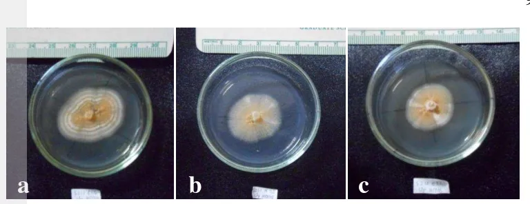 Gambar 8 Pertumbuhan koloni cendawan Verticillium sp. pada media PDA. (a) 
