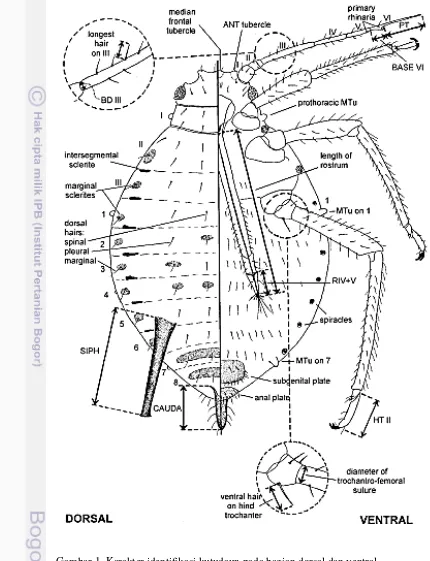 Gambar 1  Karakter identifikasi kutudaun pada bagian dorsal dan ventral 