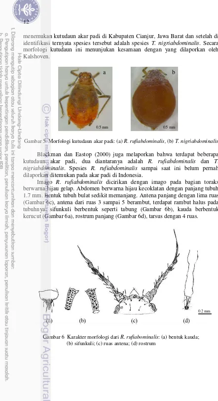 Gambar 5  Morfologi kutudaun akar padi: (a) R. rufiabdominalis, (b) T. nigriabdominalis 