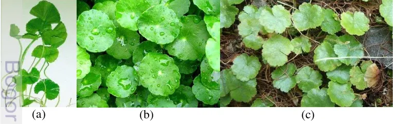 Gambar 10 Pegagan (a), pegagan tipe daun bulat (b), dan semanggi gunung (c) 