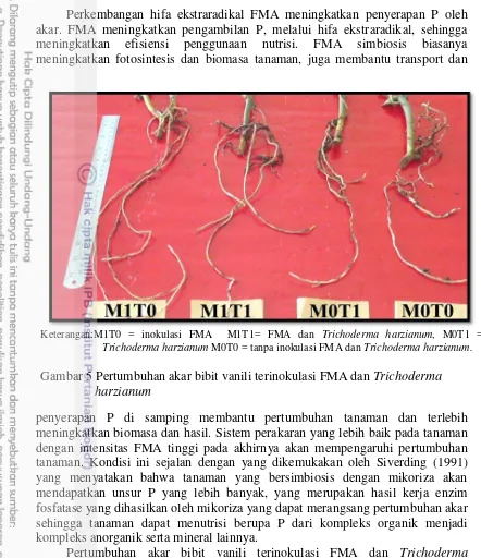 Gambar 5 Pertumbuhan akar bibit vanili terinokulasi FMA dan Trichoderma 