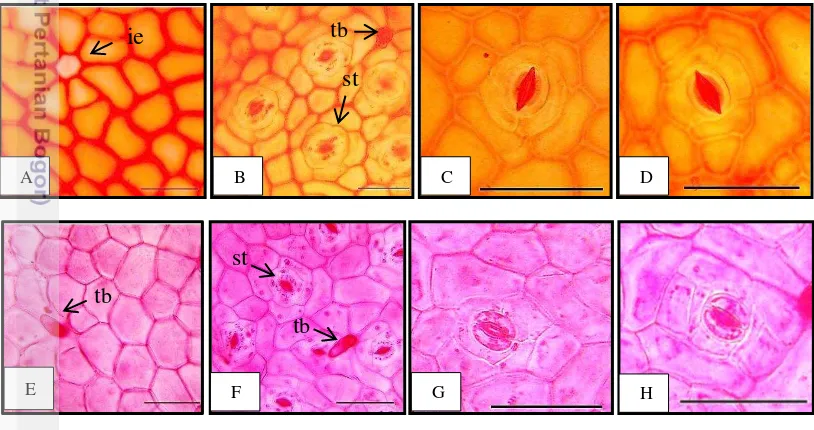 Gambar 3  Sayatan paradermal P.crocatum (A-D) dan P.porphyrophyllum  