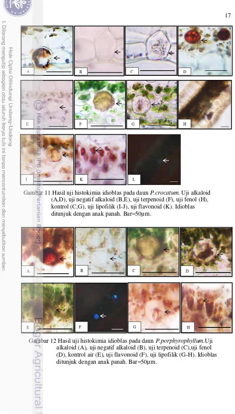 Gambar 11 Hasil uji histokimia idioblas pada daun   P.crocatum. Uji alkaloid  