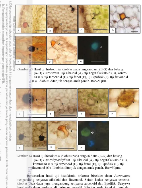 Gambar 14 Hasil uji histokimia idioblas pada tangkai daun (E-G) dan batang  