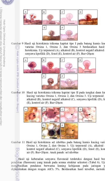 Gambar 9 Hasil uji histokimia trikoma kapitat tipe I pada batang kumis kucing 