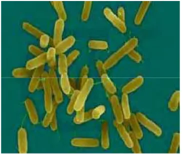 Gambar 1. Bakteri Pseudomonas aeruginosa 