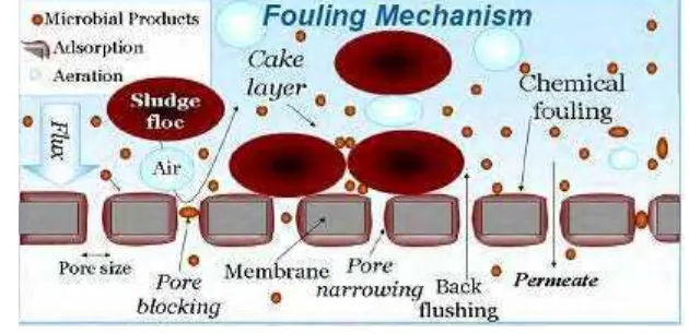 Gambar 7. Lokasi terjadinya fouling pada membran 