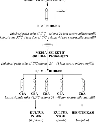 Gambar 3  Diagram alir pembuatan kultur induk/stok. 