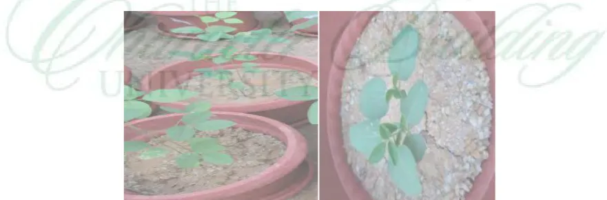 Figure 1.Research experiments with 2 units: vegetative and generative