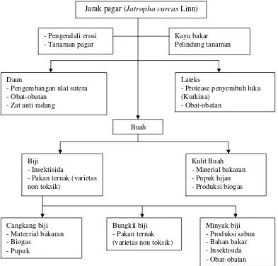 Gambar 2. Manfaat Tanaman Jarak Pagar (Gübitz et al., 1998)