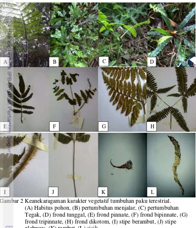 Gambar 2 Keanekaragaman karakter vegetatif tumbuhan paku terestrial.  