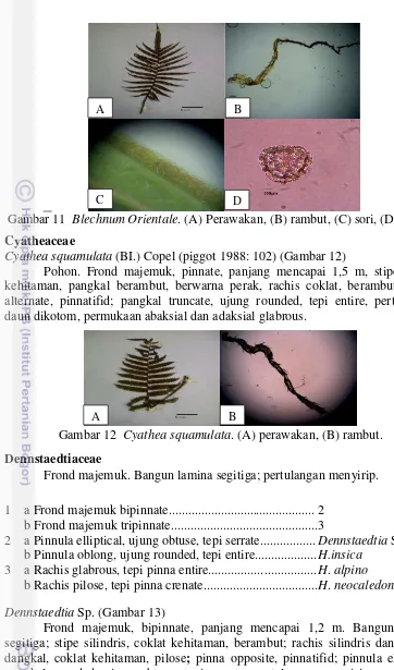 Gambar 11  Blechnum Orientale. (A) Perawakan, (B) rambut, (C) sori, (D) spora. 