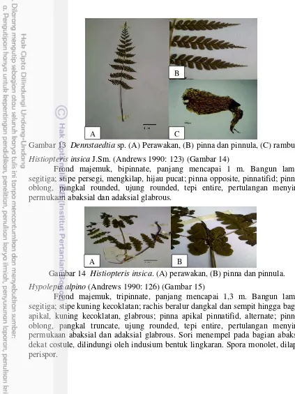 Gambar 13  Dennstaedtia sp. (A) Perawakan, (B) pinna dan pinnula, (C) rambut. 