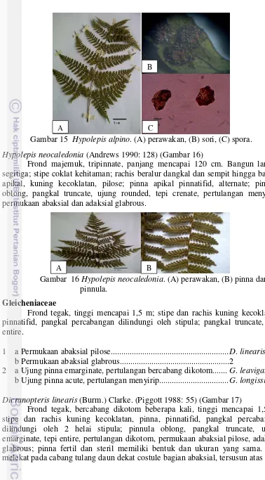 Gambar 15  Hypolepis alpino. (A) perawakan, (B) sori, (C) spora. 