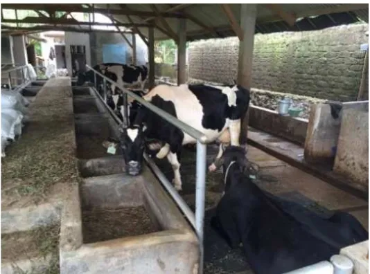 Gambar 4 Kondisi di dalam kandang di peternakan sapi perah Kunak 2015 