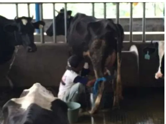 Gambar 5 Proses pemerahan susu di peternakan sapi perah di Kunak 2015 