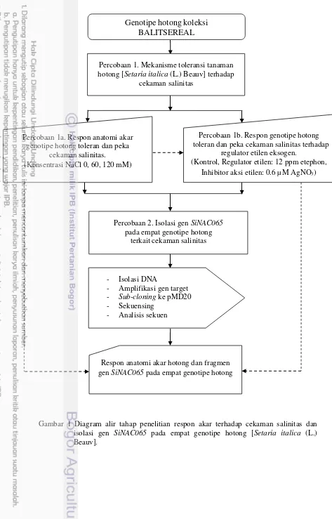 Gambar 1 Diagram alir tahap penelitian respon akar terhadap cekaman salinitas dan 