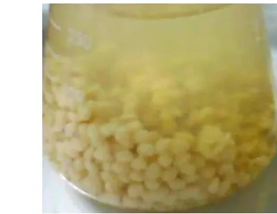 Gambar 8. Hasil  Penjeratan Biokapsul dalam Larutan gel alginat dan CaCl2 