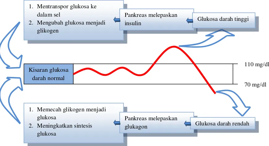 Gambar 2  Mekanisme mempertahankan kadar normal glukosa darah dalam tubuh (Almatsier 2003)