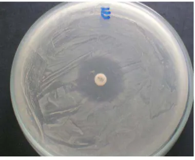 Gambar L-7 : Zona inhibisi dari infusa kopi robusta dengan konsentrasi 100% 