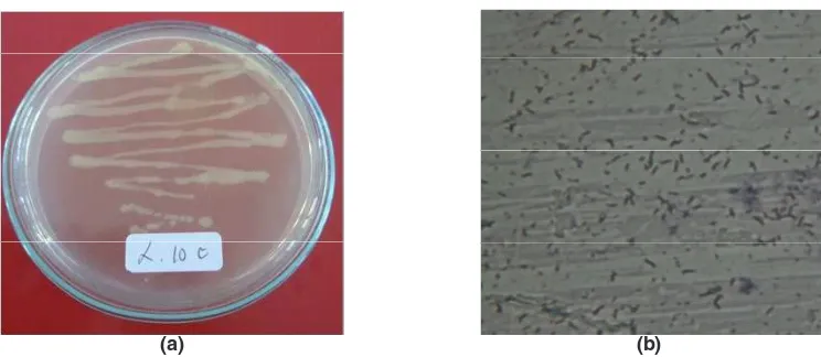 Fig. 3: (a) Bacillus sp,  (b) microscopic, rod shape, 1000 x magniﬁcation (arrow)