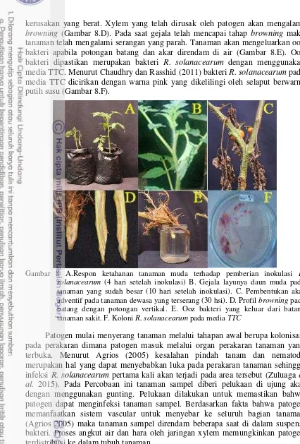 Gambar 8 A.Respon ketahanan tanaman muda terhadap pemberian inokulasi  R. 