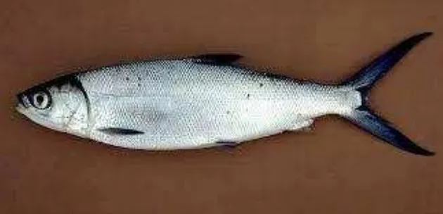 Gambar 1. Ikan bandeng (Chanos chanos) 