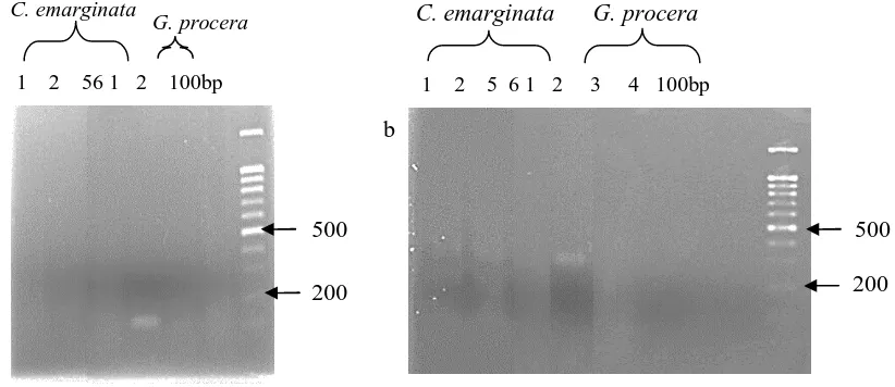 Gambar 1. Hasil elektroforesis DNA C. emarginata dan G. procerayang diekstrak berdasarkan metode Doyle and Doyle (1990) (1 dan 2), Dellaporta et al