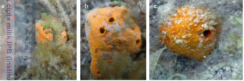 Gambar 5 (a dan b) Sampel spons Stylotella sp. yang telah berhasil dikoleksi dari 
