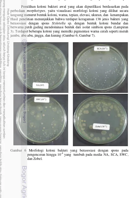 Gambar 6 Morfologi koloni bakteri yang berasosiasi dengan spons pada 